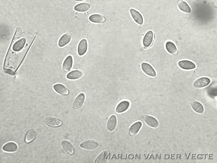 Elzekatjes mummiekelkje - Ciboria amentacea